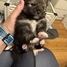 Wolfie - Wolf sable female Pomeranian puppy in North Port, Florida from POMRITA POM’S