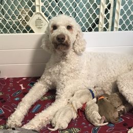 Goldendoodle, Schnoodle, and Sheepadoodle Puppies from Dood Ranch
