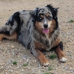 Teeter - Australian Shepherd
