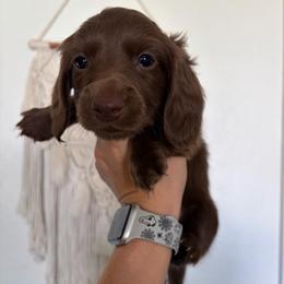 Sheldon - Chocolate male Dachshund puppy in Piedmont, Oklahoma from Jess’s Dachshunds