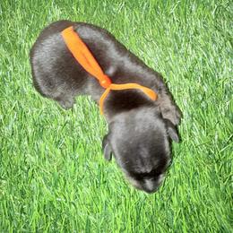 Orange Boy (black.brown) - Black and tan male Dachshund puppy in Apopka, Florida from The HotDog Stand