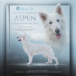ASPEN - German Shepherd