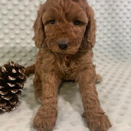 Goldendoodle Puppies from Aimee Schamback