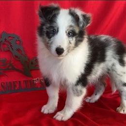 Blue Eyes - Blue merle and white male Shetland Sheepdog puppy in Dayton, Ohio from Buckeye Shelties