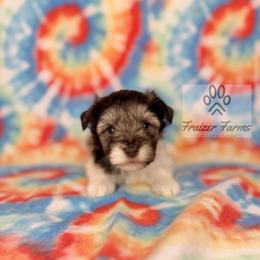 Monte - Parti male Miniature Schnauzer puppy in Happyland, Oklahoma from Fraizer Farms