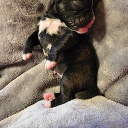 Boxer Puppies from Winchester Boxers