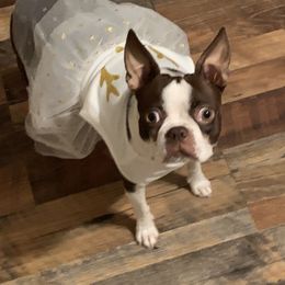 Inde  - Boston Terrier