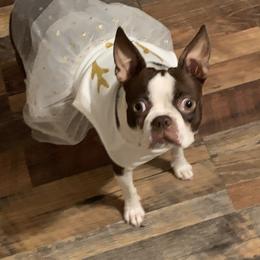 Inde  - Boston Terrier