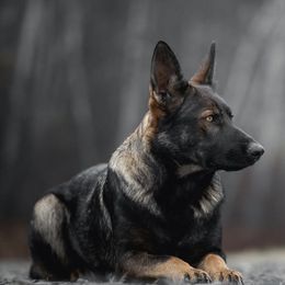 German Shepherds from Pine Hill German Shepherds