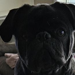 Augie - Pug