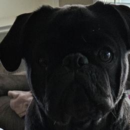 Augie - Pug