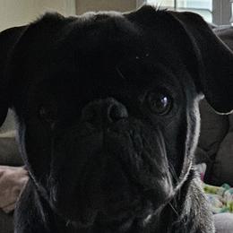 Augie - Pug