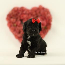 Reign (Red Collar) - Black male Cavapoo puppy in Republic, Missouri from Red Skye Puppies