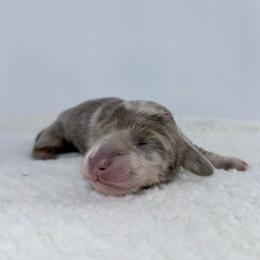 Vireya - Fawn (Isabella) female Dachshund puppy in Sacramento, California from HEFFERNAN HOUNDS