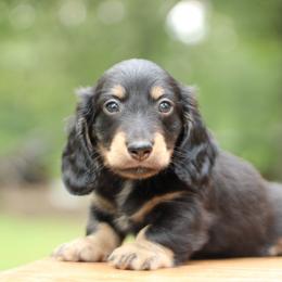 Dachshund Puppies from Prima Dachshunds