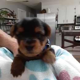 Ty (Blue) - Black and tan male Yorkshire Terrier puppy in Fayetteville, Tennessee from Mina's Yorkies