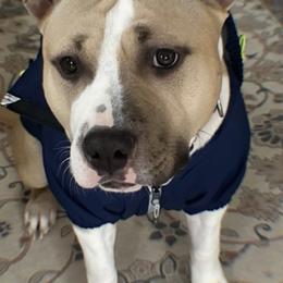 American Staffordshire Terrier puppies from Àine Amstaffs