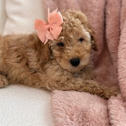 Siena - Poodle puppy from Lavishly Loved Pets LLC