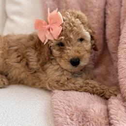 Siena - Poodle puppy from Lavishly Loved Pets LLC
