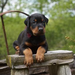 Doberman Pinscher Puppies from HQ Dobermans