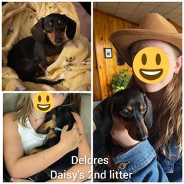 Dachshund and Doberman Pinscher Puppies from Living Hope Dobies and Doxies