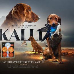 Kalli - Golden Retriever