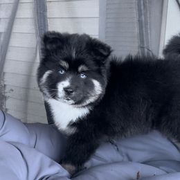Pomsky Puppies from PomskyParadise