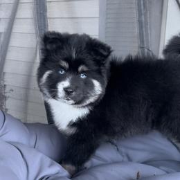 Pomsky Puppies from PomskyParadise