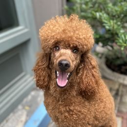 Victor - Poodle