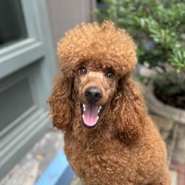 Victor - Poodle