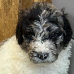 Zayla - female Newfypoo puppy in San Antonio, Texas from Mammoth Doodles