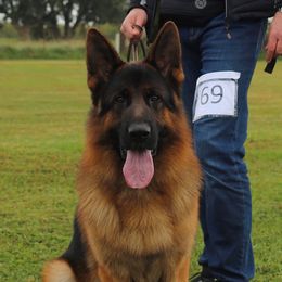 German Shepherds from Von Legends Burg