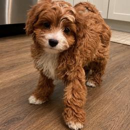 Star - Red female Cavapoo puppy in Gilbert, Arizona from Dani’s Dawgs