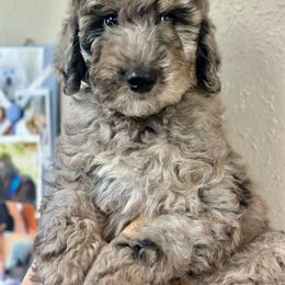 Coal - Goldendoodle puppy from Doodlepark