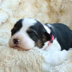 Pembroke Welsh Corgi Puppies from Metzger Homestead