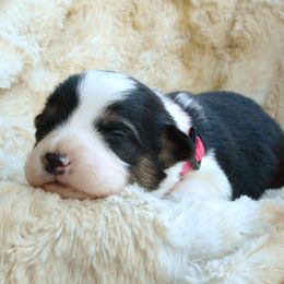 Pembroke Welsh Corgi Puppies from Metzger Homestead