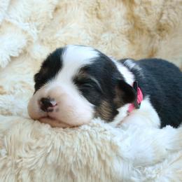 Pembroke Welsh Corgi Puppies from Metzger Homestead