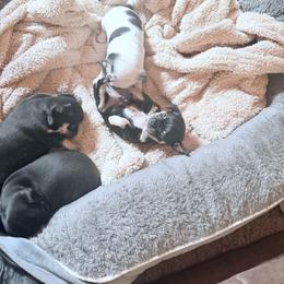 AKC Boy - Black and tan male Chihuahua puppy in Anoka, Minnesota from Anoka County MN AKC Chihuahuas