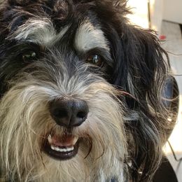 Elijah - Havanese