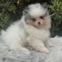 Kris Kristofferson - Black and tan parti male Pomeranian puppy in Sandia, Texas from Broken Arrow Poms