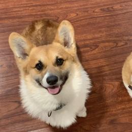 Pembroke Welsh Corgis from Corgis with Tails