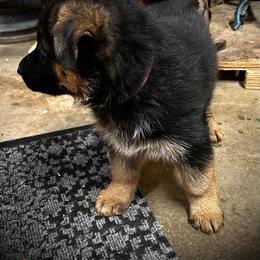 Girl 3 - Black and red female German Shepherd puppy in Puyallup, Washington from Majestic Royal German Shepherd’s