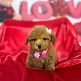 Sugar - Red female Maltipoo puppy in San Diego, California from Maltipoos SD