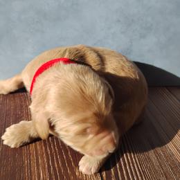 Rover - Caramel ice male Labradoodle puppy in Apache Junction, Arizona from Loving Doodle