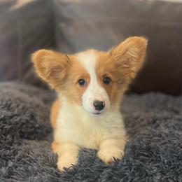 WM F5 - Red female Pembroke Welsh Corgi puppy in Stockton, Iowa from Infinity Corgis