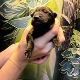 Boy 2 - male German Shepherd puppy in Laguna Niguel, California from Barenstadt Kennels