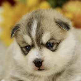 Weston - Gray and white Pomsky puppy in Freedom, Indiana from Pine Haven Puppies