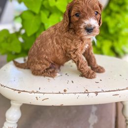 Kung Foo Ken - Goldendoodle puppy from JW Doodles