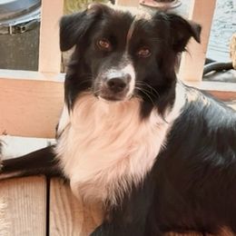 Australian Shepherds from Trailblazing Aussies