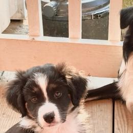 Australian Shepherds from Trailblazing Aussies
